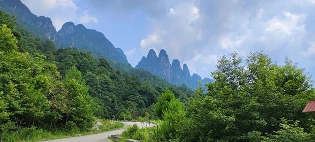 赣南茶行 | 上犹：守望茶心 看光菇山的“破茧成蝶”（三）