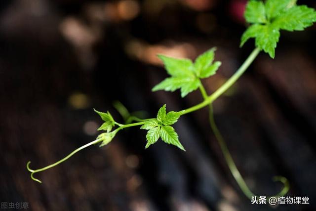 一种神奇的植物，被誉为“东方人参”，它到底有什么魔力呢