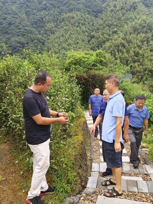 赣南茶行 | 上犹：守望茶心 看光菇山的“破茧成蝶”（三）