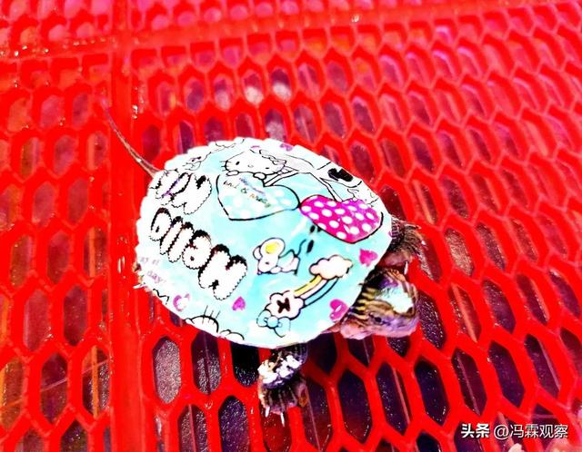 佩洛西祸乱东亚的真实目的就两个字：搞钱！（大国观察之21）