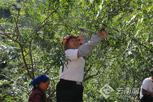云南鲁甸县30万亩青花椒喜丰收