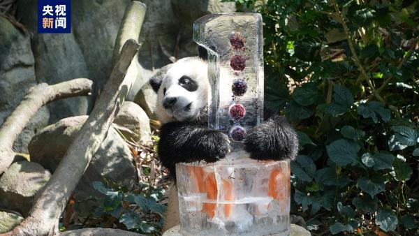 新加坡动物园为熊猫宝宝“叻叻”庆生