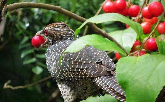 新加坡到处都有这种叫喳喳的鸟，却很少有人知道它真名