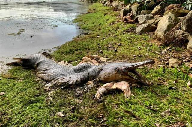 放生鳄雀鳝，在这里最高可监禁6年、罚款15亿印尼盾