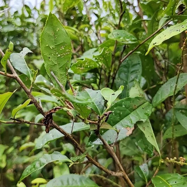 赣南茶行 | 上犹：守望茶心 看光菇山的“破茧成蝶”（三）