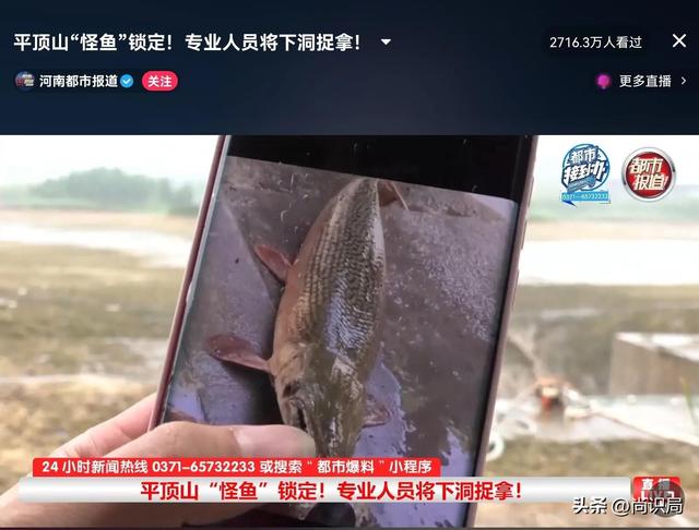 平顶山直播抓的那破坏生态的怪鱼，其实在美国是保护生态的好鱼