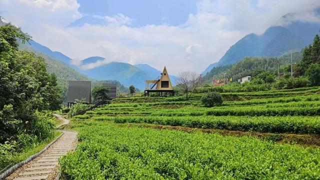 赣南茶行 | 上犹：守望茶心 看光菇山的“破茧成蝶”（三）