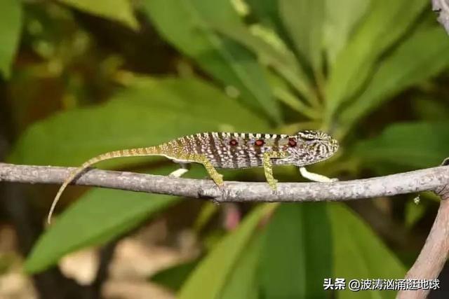 48张照片看世界：疑似司马南在美国的房子，蒙古女兵