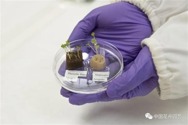 荷兰世园会“日本日”活动举行 科学家发明“人发种植基质”| 每周国际花讯