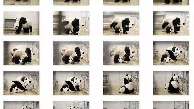 大熊猫也要留新拼二胎！凯凯和嘉嘉暂时不回中国啦