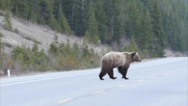 野生动物过境点是加拿大灰熊的生命线