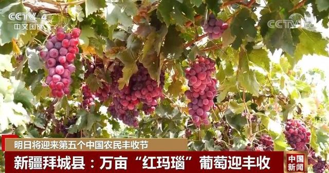 明日秋分将迎第五个中国农民丰收节，田间地头洋溢丰收喜悦