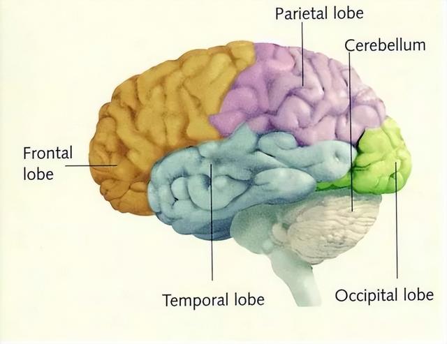 脑科学专家：发展孩子大脑最好的三个方法，运动、阅读和游戏