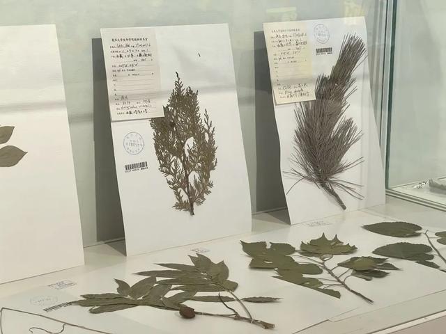 孩童眼中的植物什么样？这个展览以艺术与科普相结合的方式作答