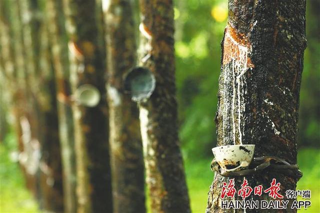 海南周刊丨雨林骄子橡胶