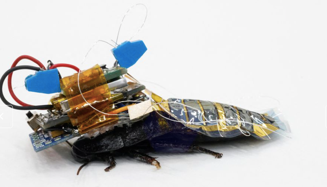 日本制造“半机械蟑螂”：未来或可执行搜救任务