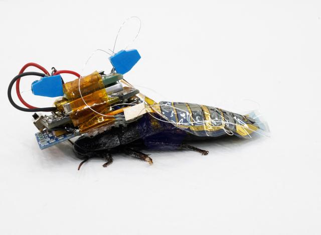 日本研究用蟑螂搜寻地震幸存者，比小型机器人更好用