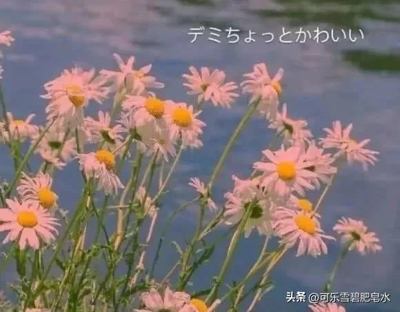 铁树开花刑侦队长X高智轻狂女妖精