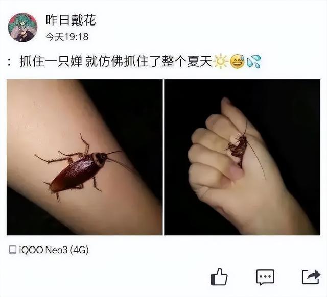日本最新科研成果，蟑螂成精了