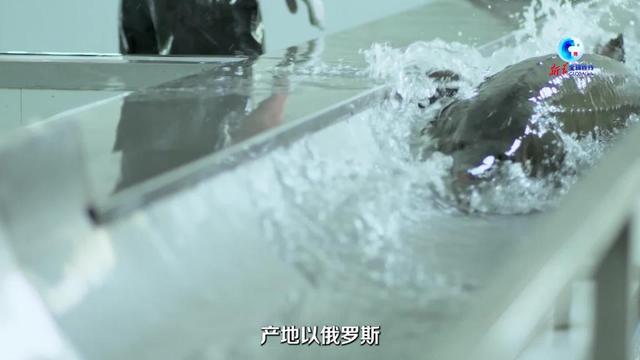 全球连线丨从衢州到柏林，中国鱼子酱扮靓世界餐桌