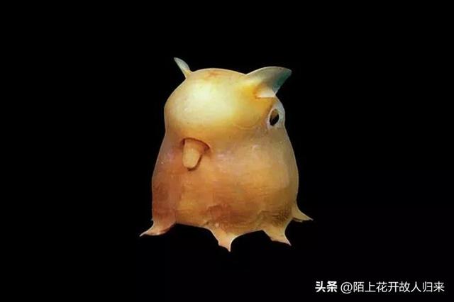 这波生物长得一个比一个奇怪的，感觉地球好危险啊