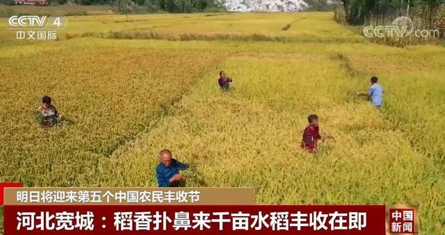 明日秋分将迎第五个中国农民丰收节，田间地头洋溢丰收喜悦