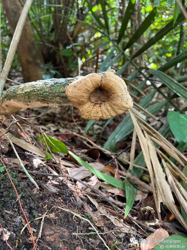 新加坡这个地方隐藏了这么多不知名的蘑菇，竟然还有“大师兄”看家护院