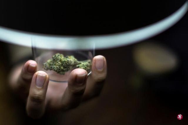 泰国卫生部发布3份公告 控制食品大麻含量