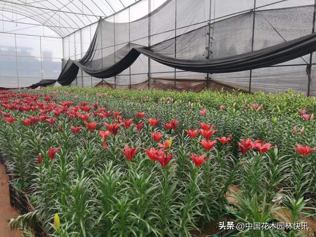 非凡十年，高原花都晋宁稳居中国鲜切花生产第一县