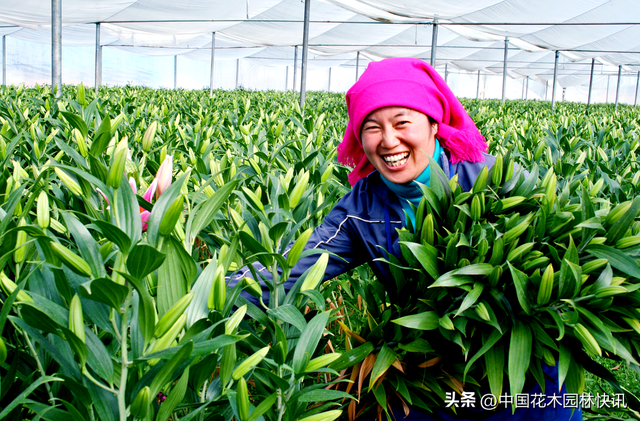 非凡十年，高原花都晋宁稳居中国鲜切花生产第一县