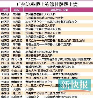 万紫千红簕杜鹃 扮靓桥梁七百里