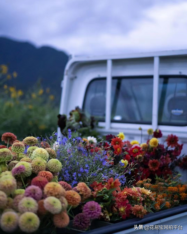 云南鲜花赢麻啦！花企不是全国最多但却是全球第二的鲜花交易中心