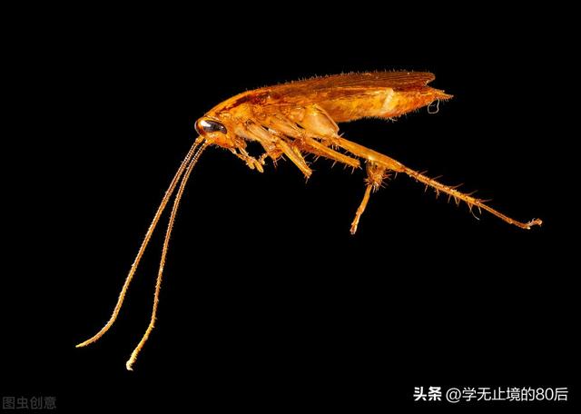 日本研究人员为蟑螂创造了遥控器