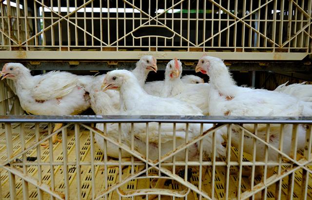 马来西亚将分阶段解除对活鸡的出口禁令