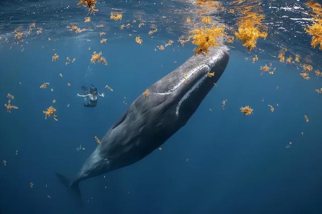 2022年年度海洋摄影师大赛奖作品