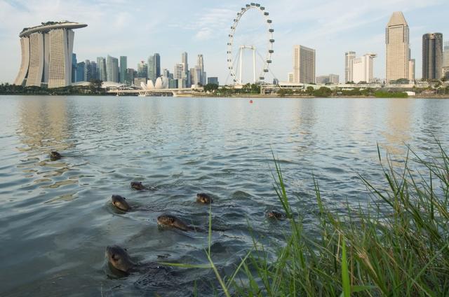 城市被各路水獭占领！新加坡人在这场水獭“战争”里，愁坏了