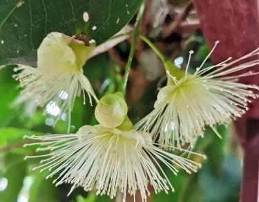 莲雾是一种怎样的果树