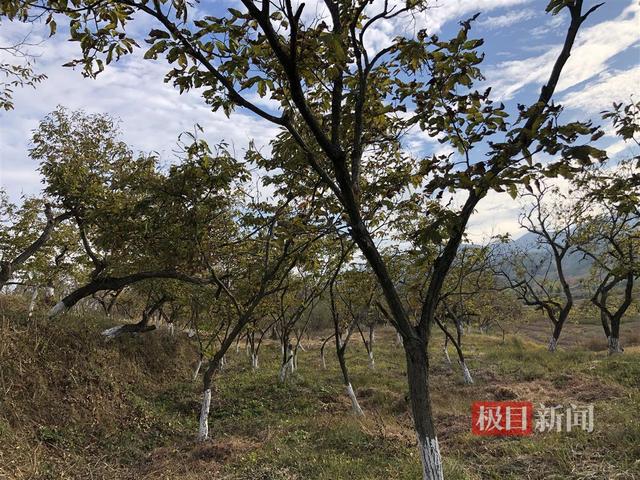 享“中国板栗第一镇”美誉，盐田河板栗远销日本