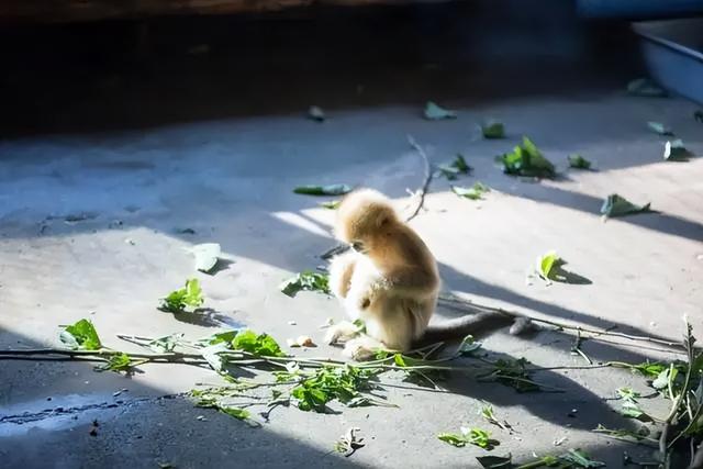 熊因游客投喂而呕吐一地，为何不让游客投喂动物？会有什么后果？