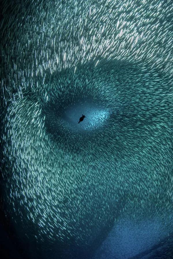 2022年年度海洋摄影师大赛奖作品