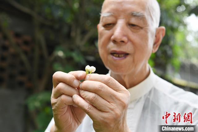 「寻味中华」碧潭飘雪：掌中盖碗啜新绿 花茶氤氲半城客