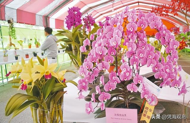 兰花被美国退货，台当局称会妥善处理，岛内民众批其搞“双标”