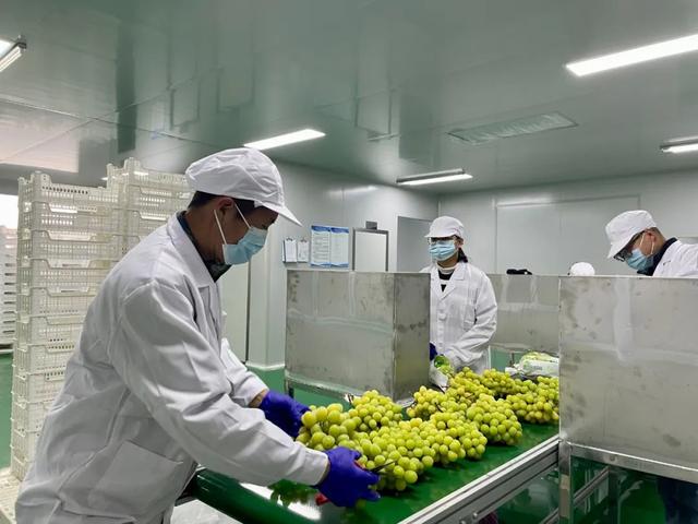 浦江阳光玫瑰首次出口新加坡