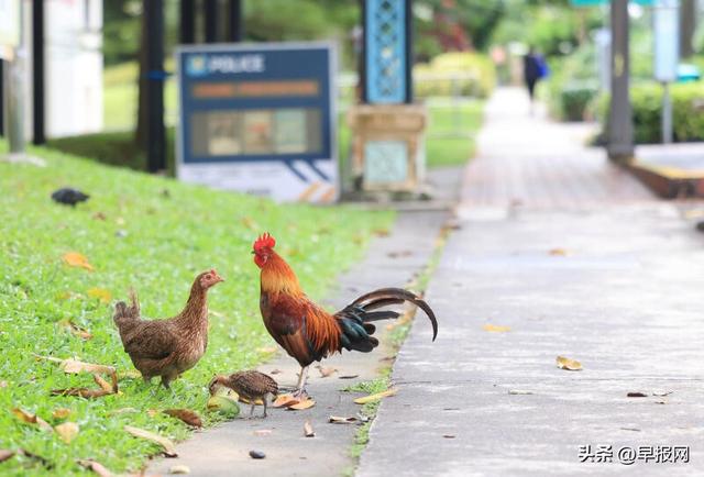 新加坡野鸡也吃避孕药？野鸡扰民政府出招减数量