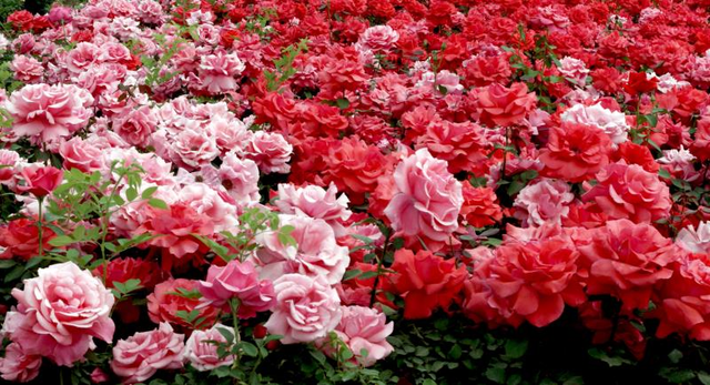 非凡十年，“高原花都”晋宁坐稳中国鲜切花生产第一县
