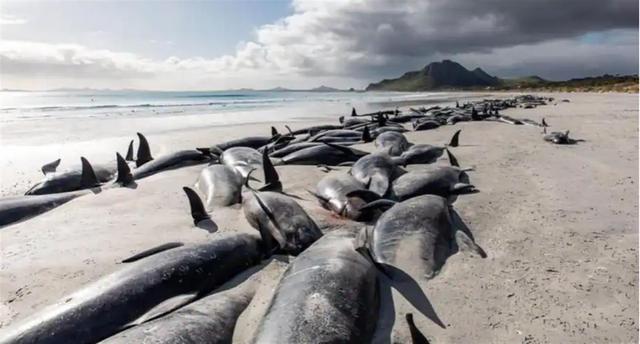 250头领航鲸在新西兰海滩搁浅死亡，大洋洲为何频现“鲸鱼坟场”？