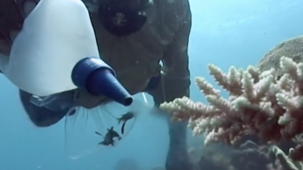 印尼渔民使用氰化物“毒晕”海水鱼，观赏鱼产业背后的阴霾