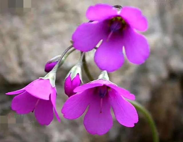 “假”花的真相——美美享受84种“假”花里的真知识