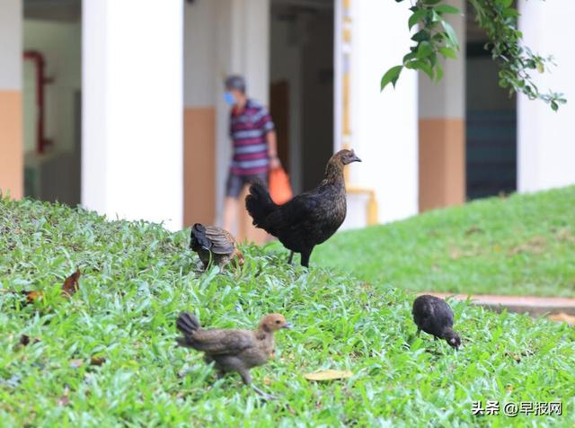 新加坡野鸡也吃避孕药？野鸡扰民政府出招减数量