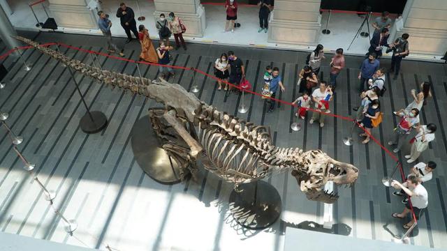 一具即将拍卖的霸王龙骨骼在新加坡展示